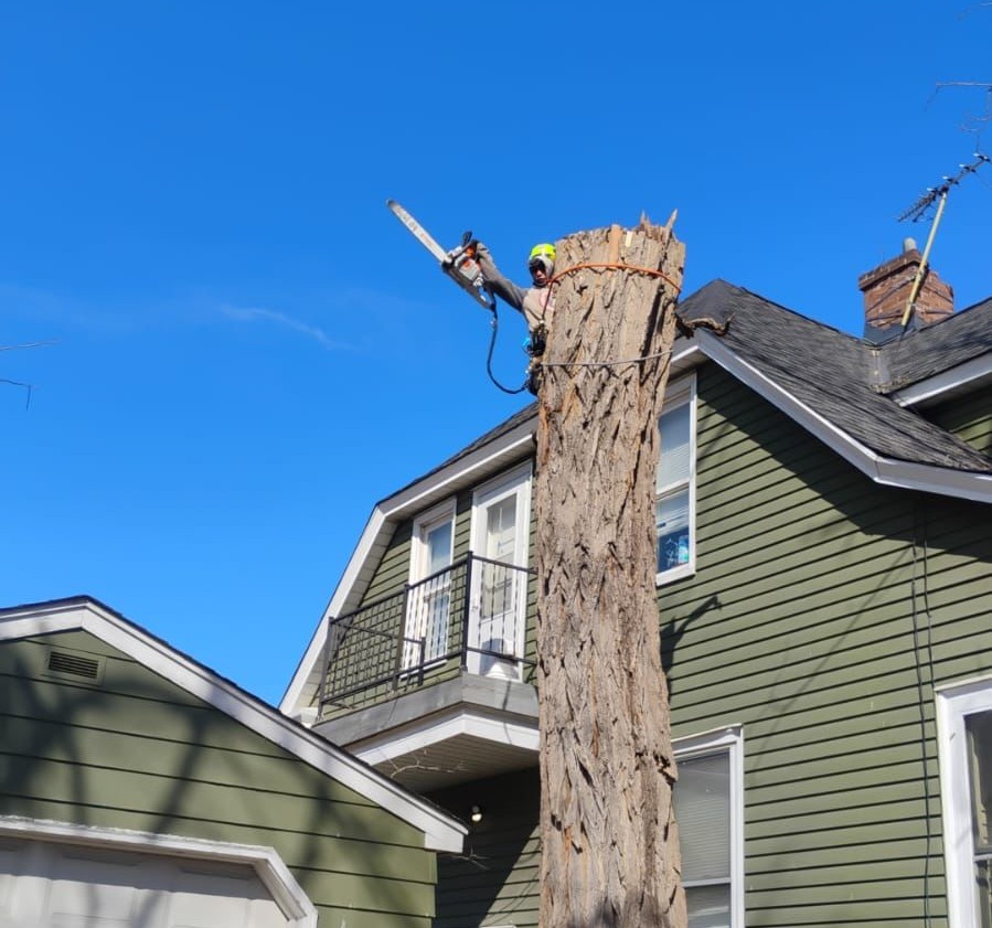 Tree Pruning